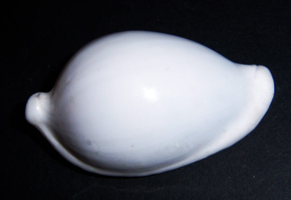 Egg Cowrie Shell