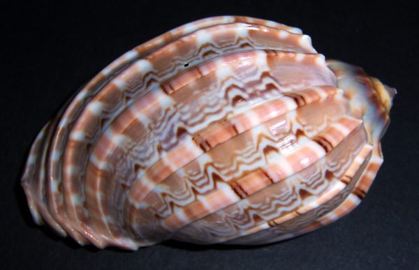 MAJOR HARP SHELL