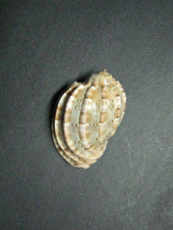 MAJOR HARP SHELL