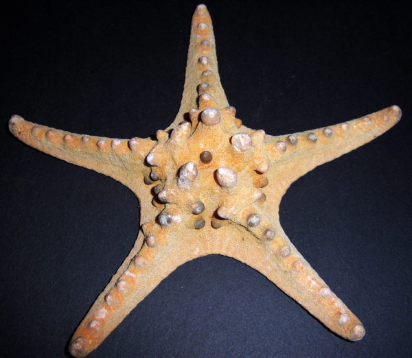 Horned Starfish