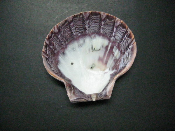 Lion's Paw Shell