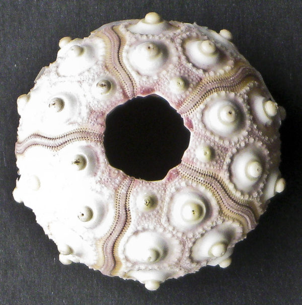 Sputnik Urchin