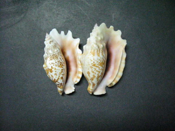 Sinuous Conch / Strombus sinatus