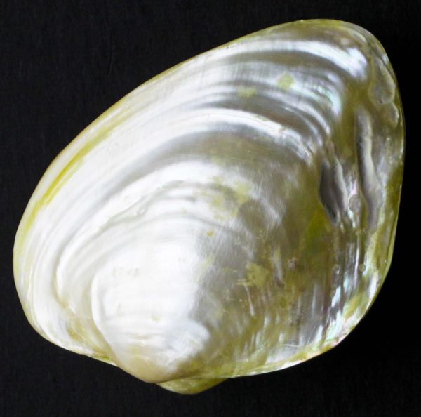 CLAM SHELL - PAIRED - ASSORTED COLORS