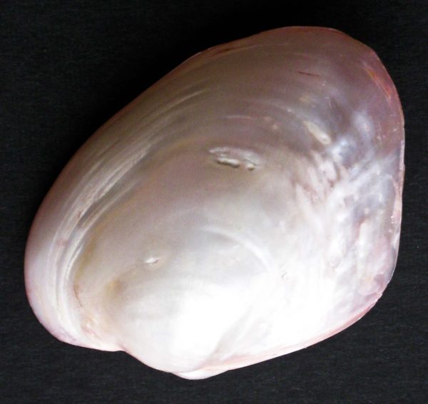 CLAM SHELL - PAIRED - ASSORTED COLORS