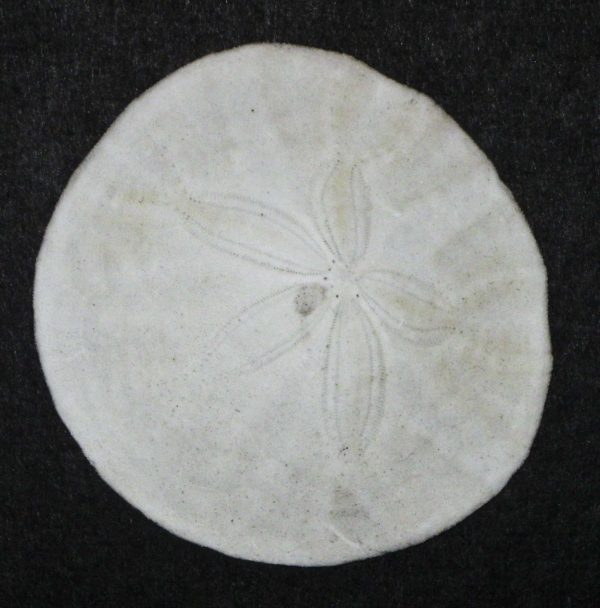 Round Sand Dollar