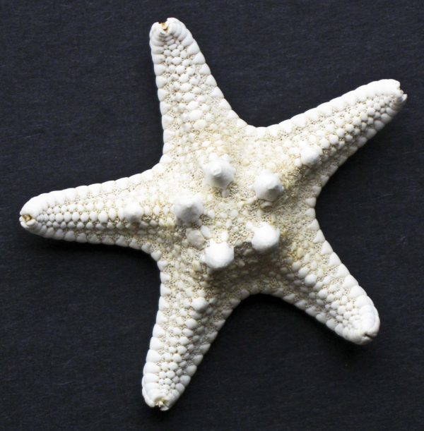 White Horned Starfish